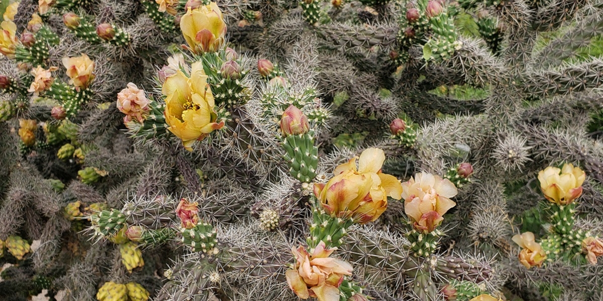 Native Plants of the Chihuahuan Desert