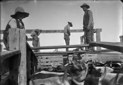 Branding cattle, Deming, NM
