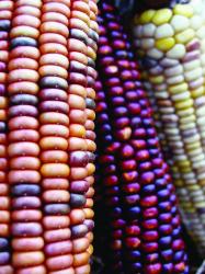 Food Sovereignty - Corn