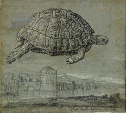 Tortoise and view of a walled, coastal town
