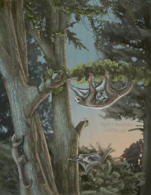 30-NMMNHS-Paleoart 2018- Maiopatagium glider scene, reconstruction of a Jurassic gliding mammal from China. Digital painting by April Neander