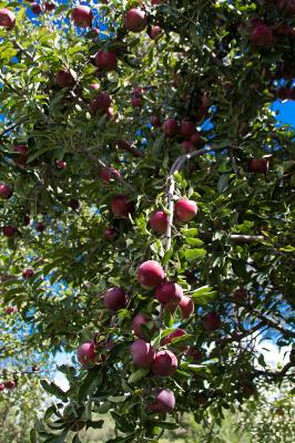 33-Los Luceros 2018 apple crop