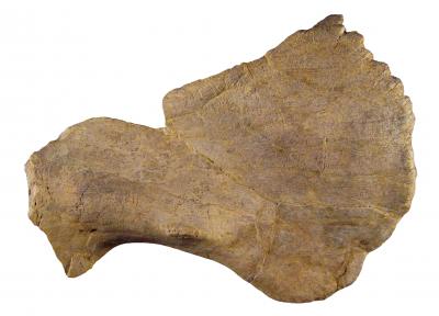 30-NMMNHS-Crittendenceratops squamosal bone 