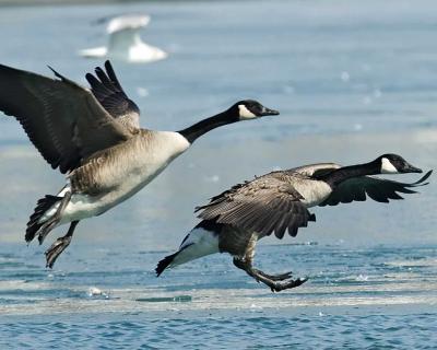 Two Canadian Geese