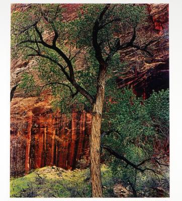 Old Cottonwood Tree, Moqui Canyon