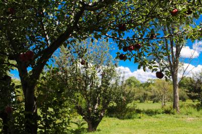 33-Apple laden trees at Los Luceros