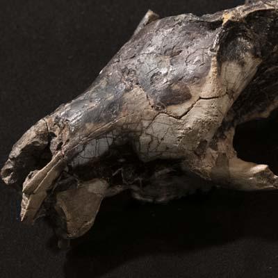 Claenodon Ferox skull