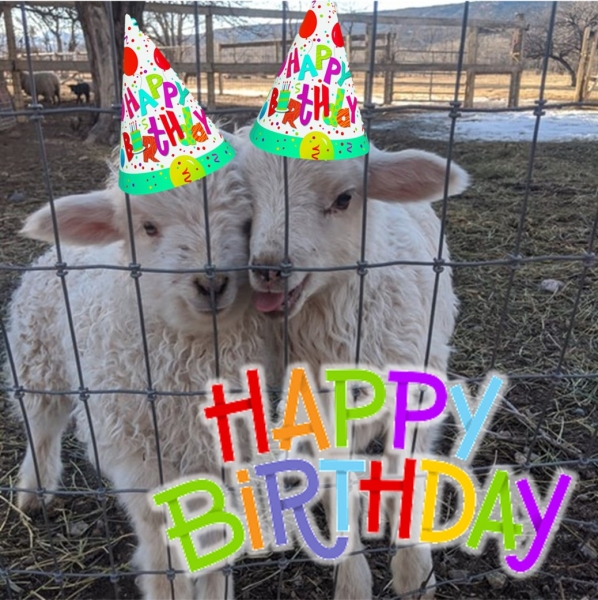Lamb Birthday Party