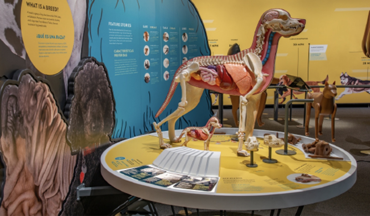 Media Alert: Last look at “Dogs, A Science Tail” leaving NMMNHS in May 