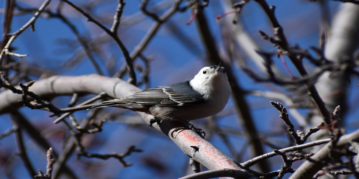 New Mexico Outdoor Pass: Birds