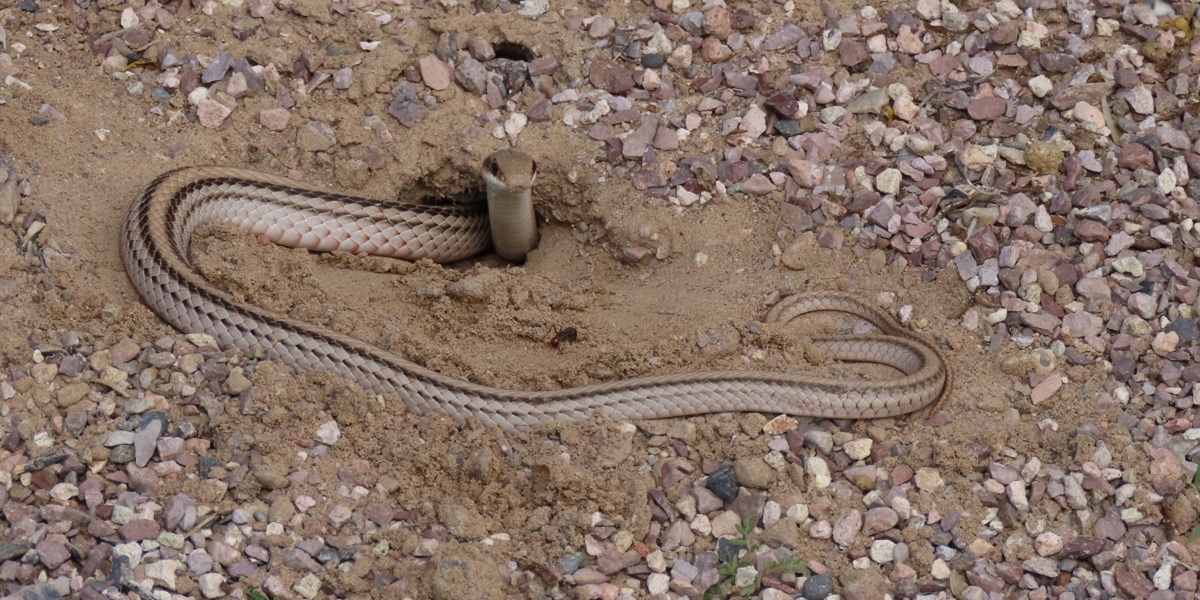 Snakes: Rattlers vs. Non-Rattlers / Fort Selden Historic Site