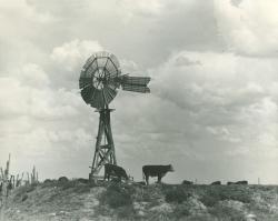 Cows under a windmill