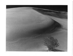 Sand Dune with Bush