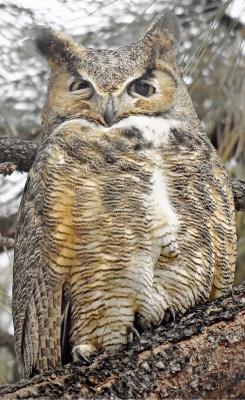 Great Horned Owl,  Photo: Dennis Dusenbery