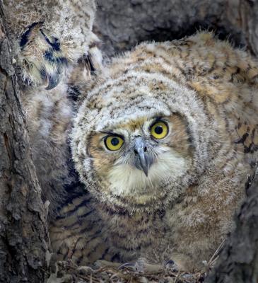 Owl Chick looks nervously at camera, Photo: Dennis Dusenbery