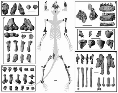 A new analysis of this 62-million-year-old partial skeleton of Torrejonia, a small mammal from an extinct group of primates called plesiadapiforms, had skeletal features adapted for living in trees. 
