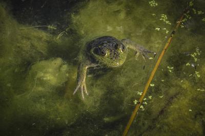 Honorable Mention: Frog, Leonora Curtain Wetland Preserve, Santa Fe, Noreen OBrien,  