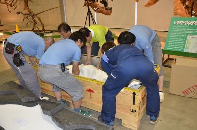 Technicians at the Nagoya Science Center, Japan, unpack a fossil from the New Mexico Museum of Natural History and Science on display in preparation for the opening of “A Great Journey of Dinosaurs” exhibit, March 15, 2017.