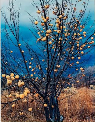 Frozen Apples, New Mexico