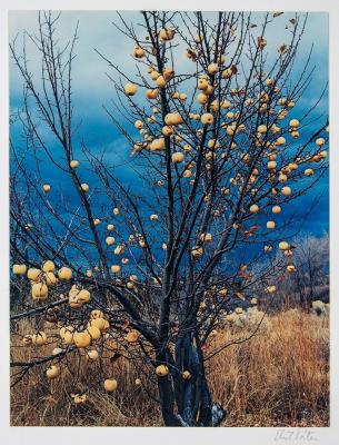 Eliot Porter, Frozen Apples, New Mexico, 1966, dye transfer print, 10 5/8 x 8 1/4 in. Collection of the New Mexico Museum of Art. Gift of Dale and Sylvia Bell, 1986 (1986.445.1) ©Amon Carter Museum of American Art. Photo by Blair Clark