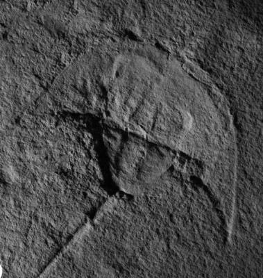 Photo of Vaderlimulus fossil horseshoe crab Courtesy: NM Museum of Natural History & Science.