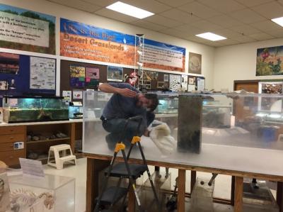 30-NMMNHS- Snaplet-  Museum Volunteer Kenny Broyles, polishing aquarium winter 2017. Snaplet in her old tank in the background.  Photo: NM Museum of Natural History &  Science.