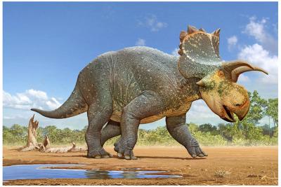 30-NMMNHS-Crittendeceratops restoration by Sergey Krasovskiy  