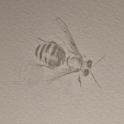 detail of Prickly Poppy Honey Bee