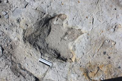 30-NMMNHS--Clayton State DinosaurTracks Images: Courtesy: Spencer Lucas, Ph.D.