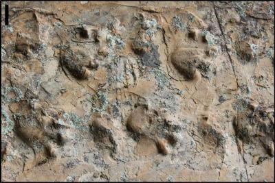 30-NMMNHS-Close-up view of the Ichniotherium trackway from Grand Canyon National Park. 