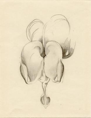 Untitled (Bleeding Heart), 1928