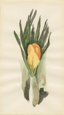 Untitled (Yellow Crocus), ca. 1930-1936