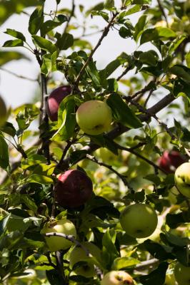 33-Apple laden trees at Los Luceros