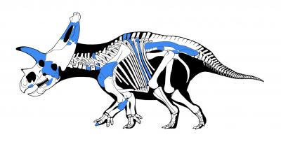 Sierraceratops skeleton copy