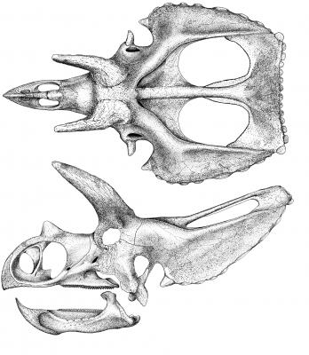 Sierraceratops Skull 