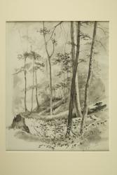 Untitled forest scene